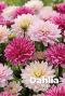 Dahlia pink mix blumenzwiebeln