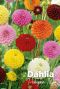Dahlia pompon mix blumenzwiebeln