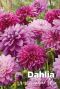 Dahlia purper mix blumenzwiebeln