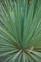 Dasylirion serratifolium gartenpflanze p26