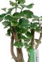 Aralia Balfourii