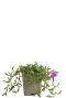 Delosperma c