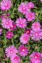 Delosperma coopei table mountain gartenpflanze