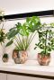 Designed by lammie monstera mystery pot 2