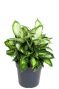Dieffenbachia cool beauty