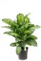 Dieffenbachia maroba zimmerpflanze