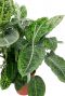 Dieffenbachia Reflector