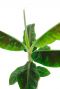 Blätter der Musa-Bananenpflanze