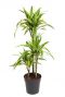 Dracaena-lemon-lime-plant