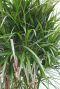 Syngonium Red Spot blad