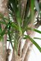 Monstera Siltepecana