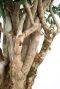 Alocasia Branchifolia Pink Passion blad