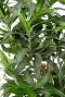 Dracaena Song of Jamaica