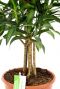 Dracaena Song of Jamaica