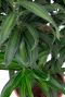 Dracaena Song of Jamaica