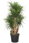 Dracaena anita dikke stam