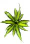 Dracaena burley plant 1