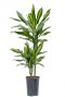 Dracaena cintho hydropflanze