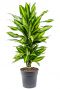 Dracaena cintho Zimmerpflanze 3