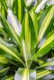 Dracaena cintho Pflanze 1