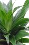 Dracaena compacta blad 1