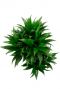 Dracaena compacta drakenbloedboom 2