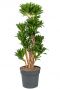 Dracaena compacta kamerplant 1