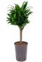 Dracaena compacta hydrokultur auf stamm