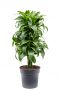 Dracaena dorado