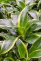 Dracaena fragrans dorado 5