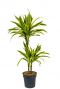 Dracaena fragrans lemon lime drachenbaum