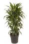 Dracaena fragrans lisa
