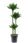 Dracaena green jewel