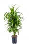 Dracaena hawaiian sunshine hydrokulturpflanze