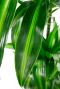 Dracaena hawaiian sunshine blad 3