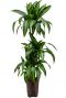 Dracaena hawaiian sunshine hydrokulturpflanze