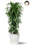 Dracaena hawaiiana in elho pot