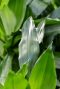 Dracaena janet craig blätter