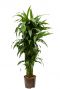Dracaena janet craig hydro