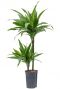 Dracaena janet craig hydropflanze