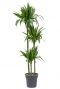 Dracaena janet craig plant 1