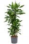 Dracaena janet lind grote hydrocultuur