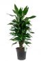Dracaena Janet Lind - Drachenbaum