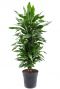 Dracaena janet lind plant 2 2