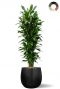Dracaena janet mat zwart