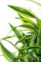 Dracaena Zitronen-Limettenblätter 