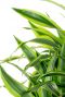 Dracaena lemon lime bladeren 1 4