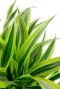 Dracaena lemon lime blatt 1