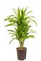 Dracaena lemon lime hydrokultur