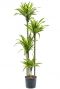 Dracaena lemon lime hydro 2